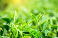 Epigallokatekiinigallaatti (EGCG)