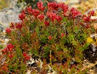 Rhodiola Rosea -uute